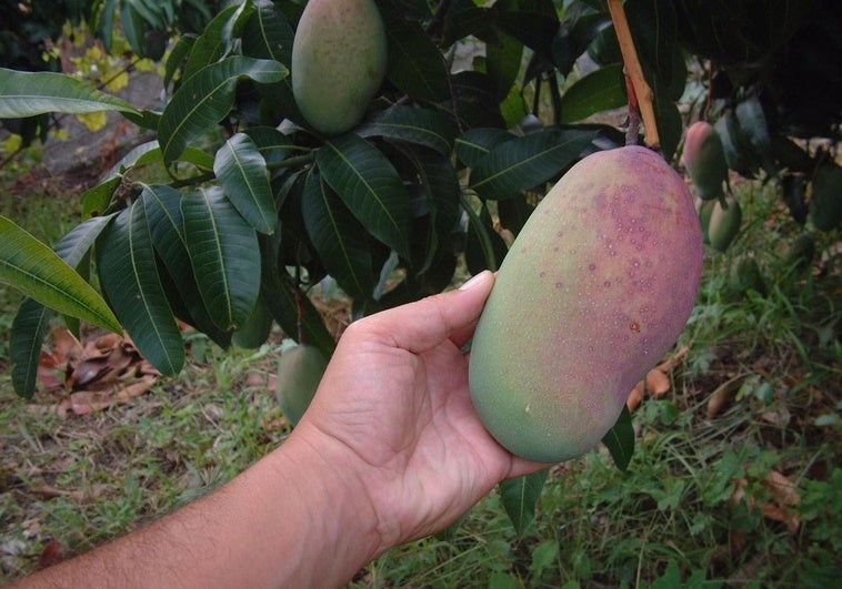 Un estudio desvela los efectos de comer mango a diario sobre la sensibilidad a la insulina y el control de la glucemia